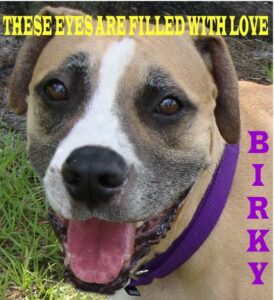 Birky-Head