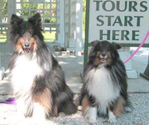 sheltiesatspanish