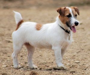 Breed Profile: Jack Russell Terrier | Sarasota Dog