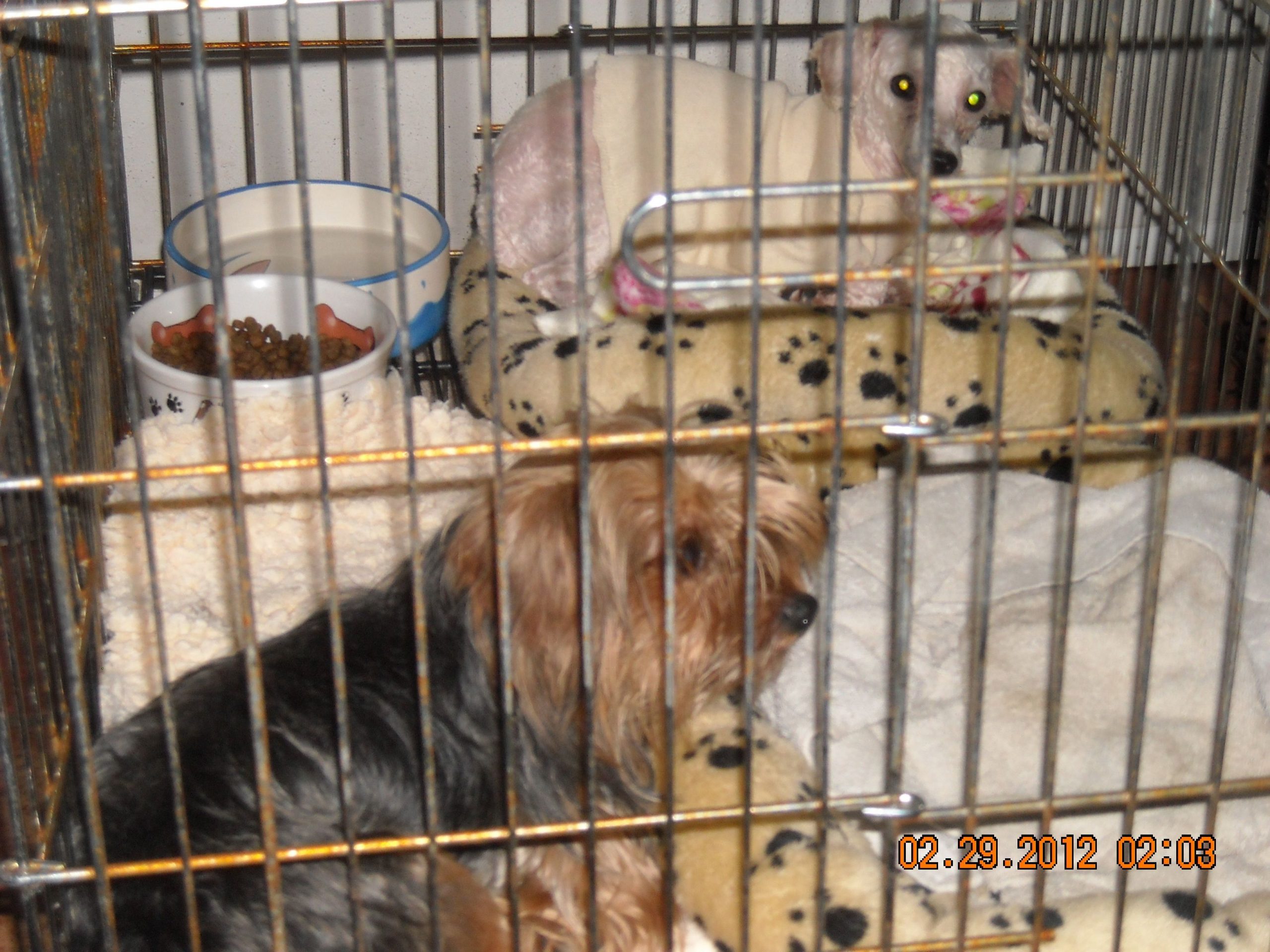 Image 3 Sarasota Dog