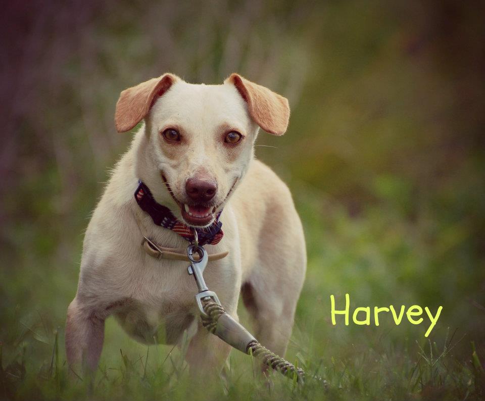 246593_416574821714882_1323948718_n Sarasota Dog