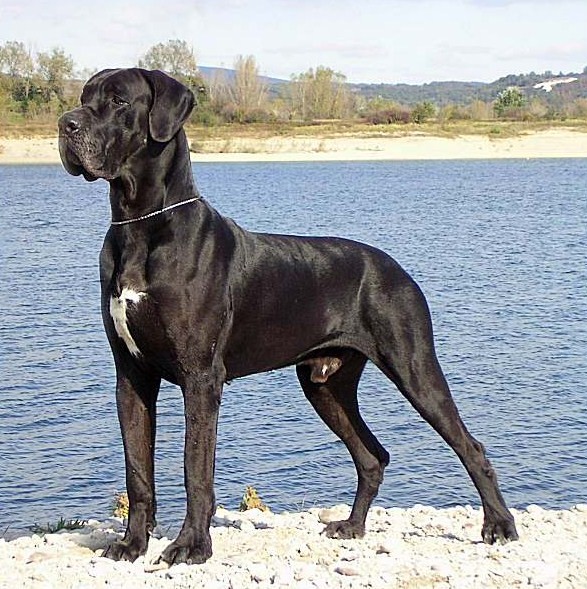 are there any variations on the great dane