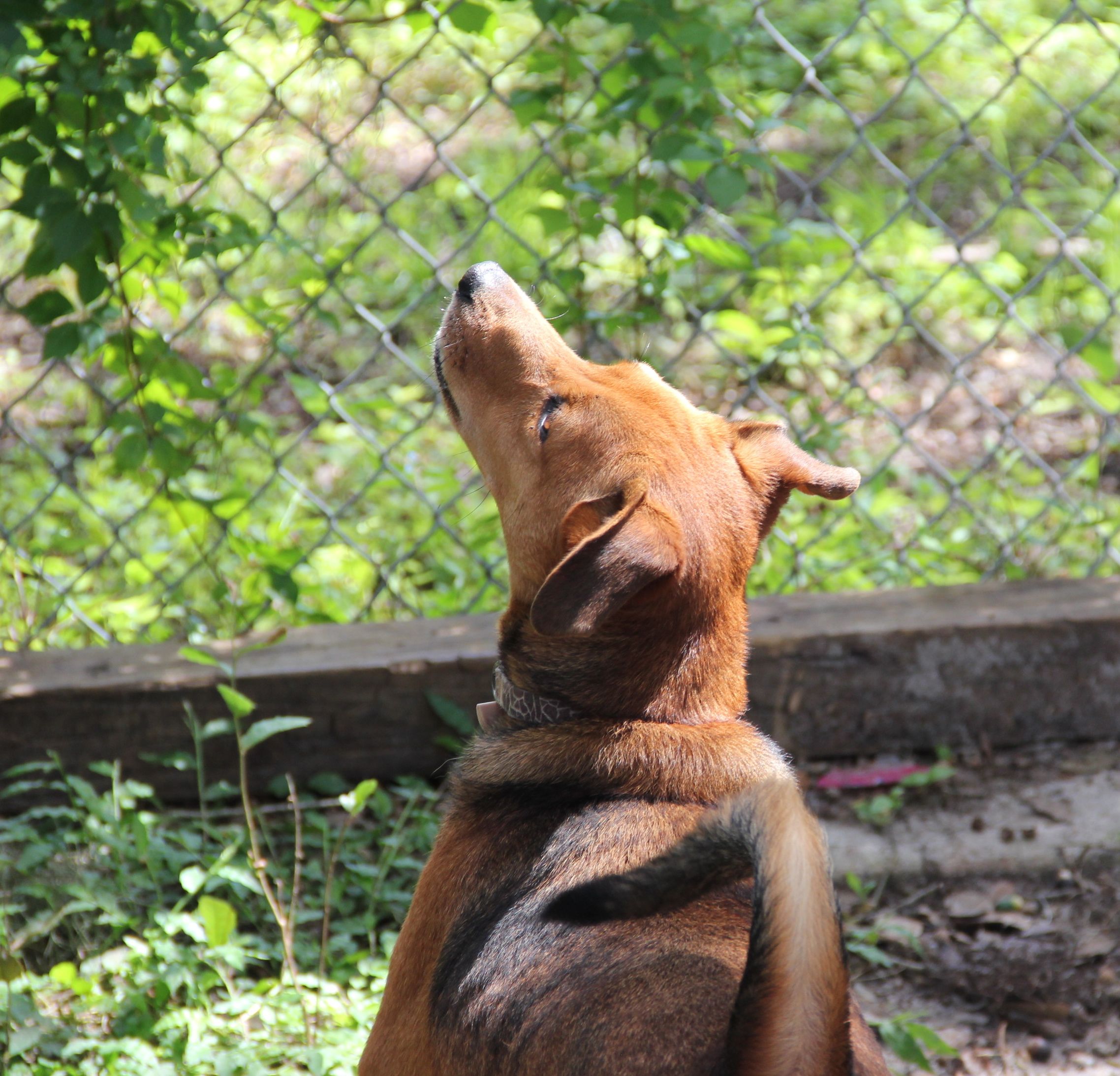 Sarasota County's Fall Adoptathon Sarasota Dog