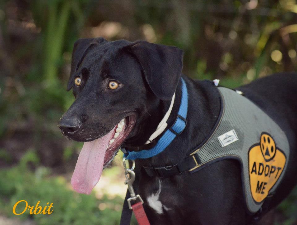 156510_461904197181944_52333875_n Sarasota Dog