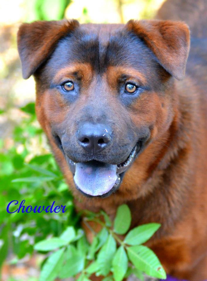 CHOWDER2 Sarasota Dog