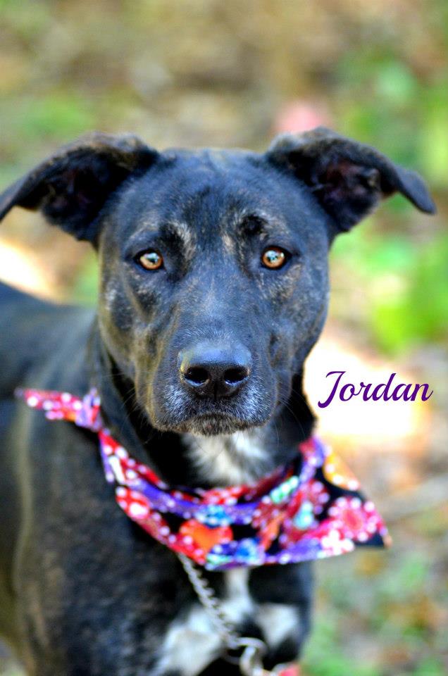 JORDAN Sarasota Dog