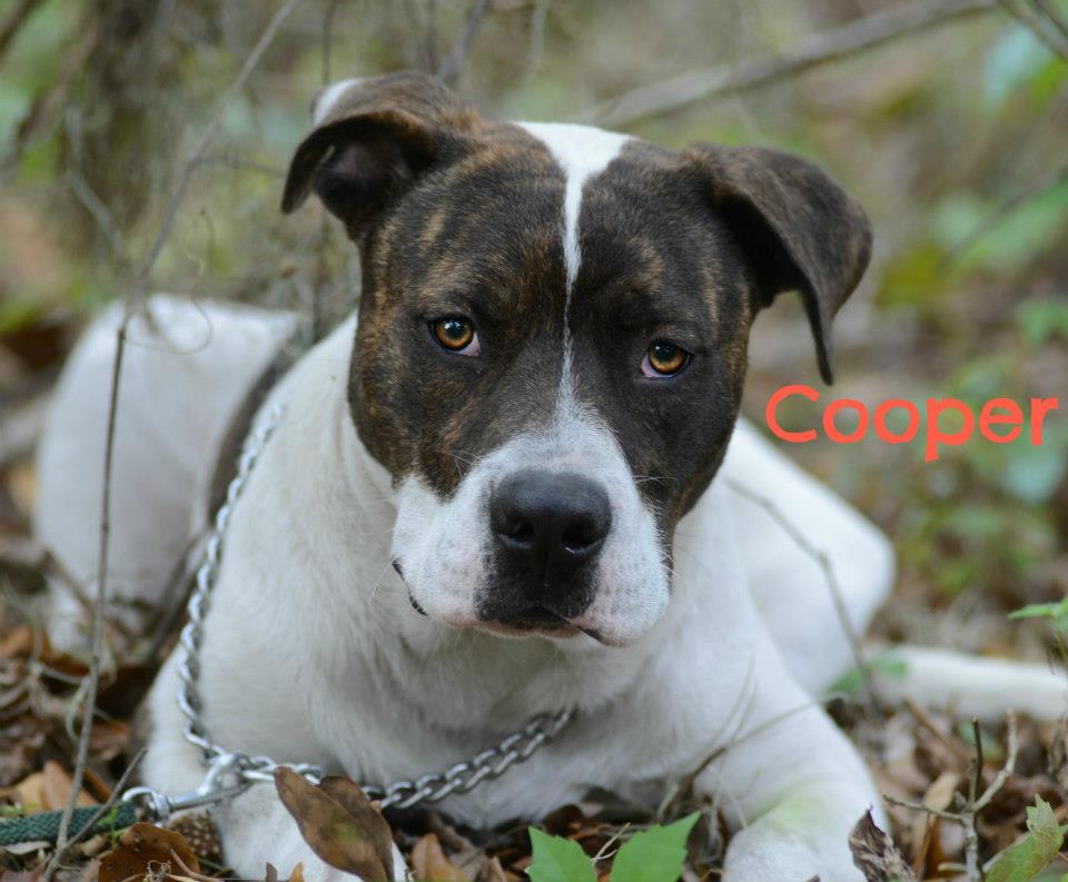 COOPER3AA349703 Sarasota Dog