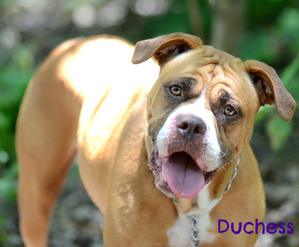 DUTCHESS Sarasota Dog