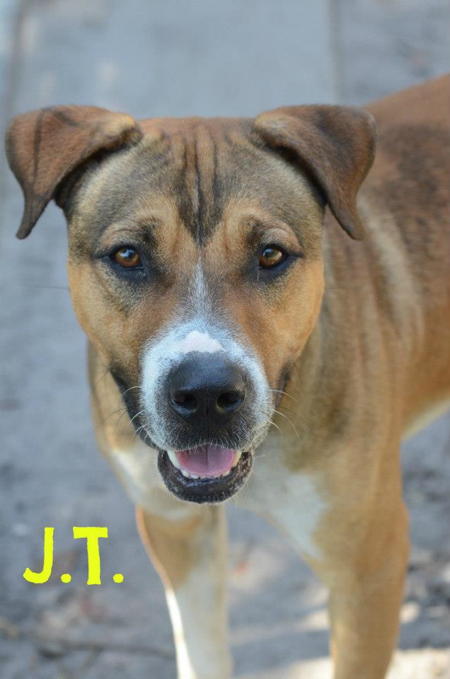 JT Sarasota Dog
