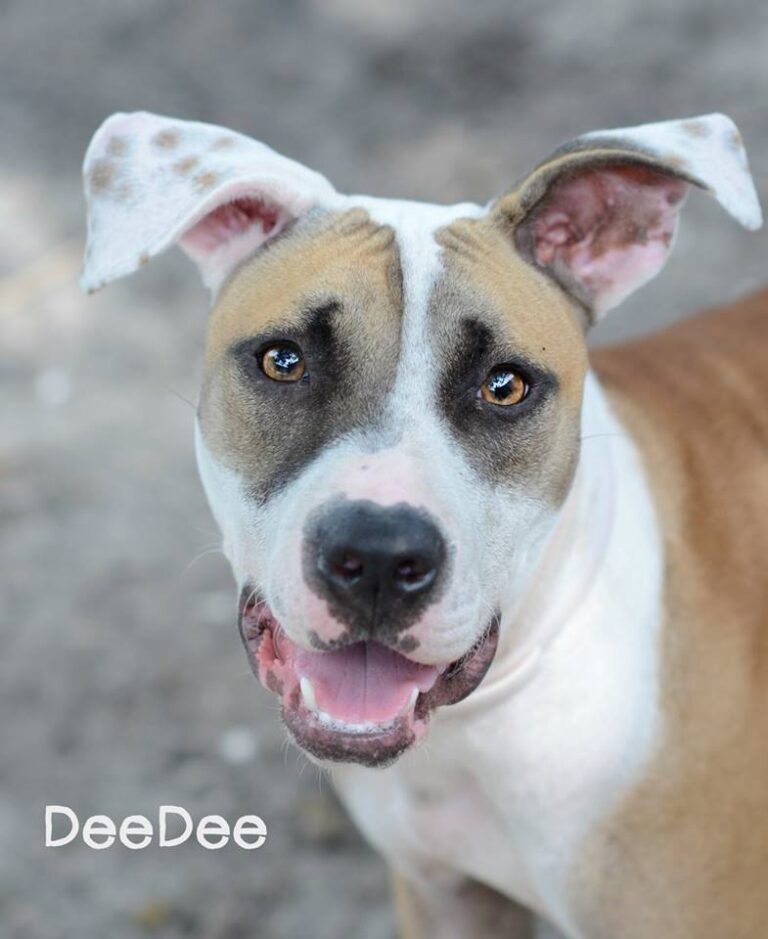 DeeDee Sarasota Dog