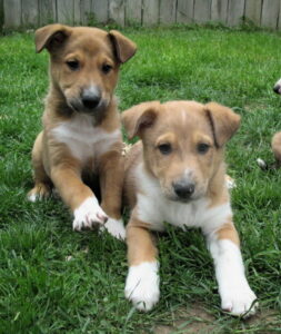 Rough collie and hot sale german shepherd mix