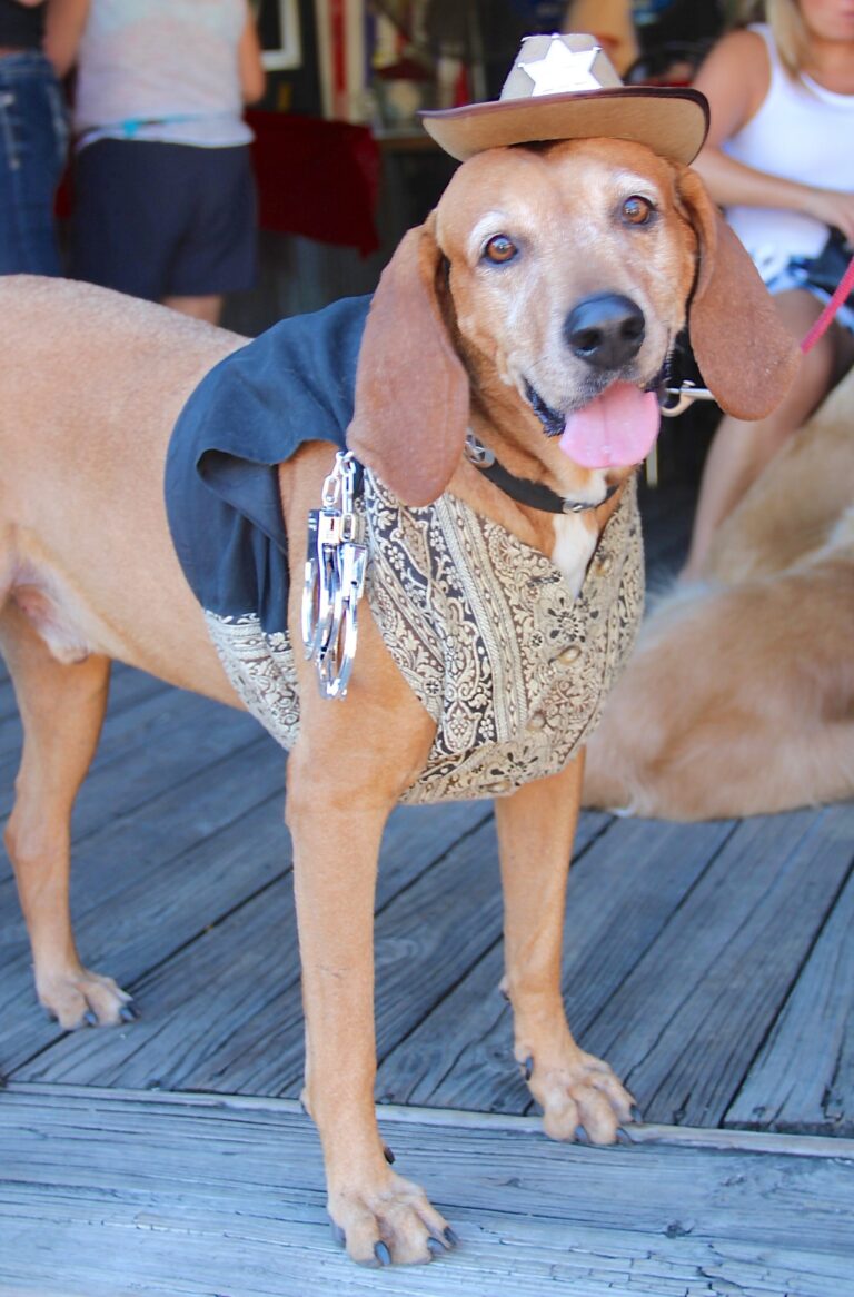 img_0397 Sarasota Dog