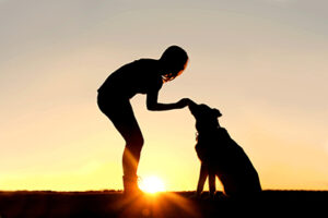 A silhouette of a girl sitting outside in the grass with her pet German Shepherd Mix Dog, feeding him treats during training, in front of a sunsetting sky.