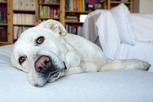 Spanish Mastiff on sofa with library on background