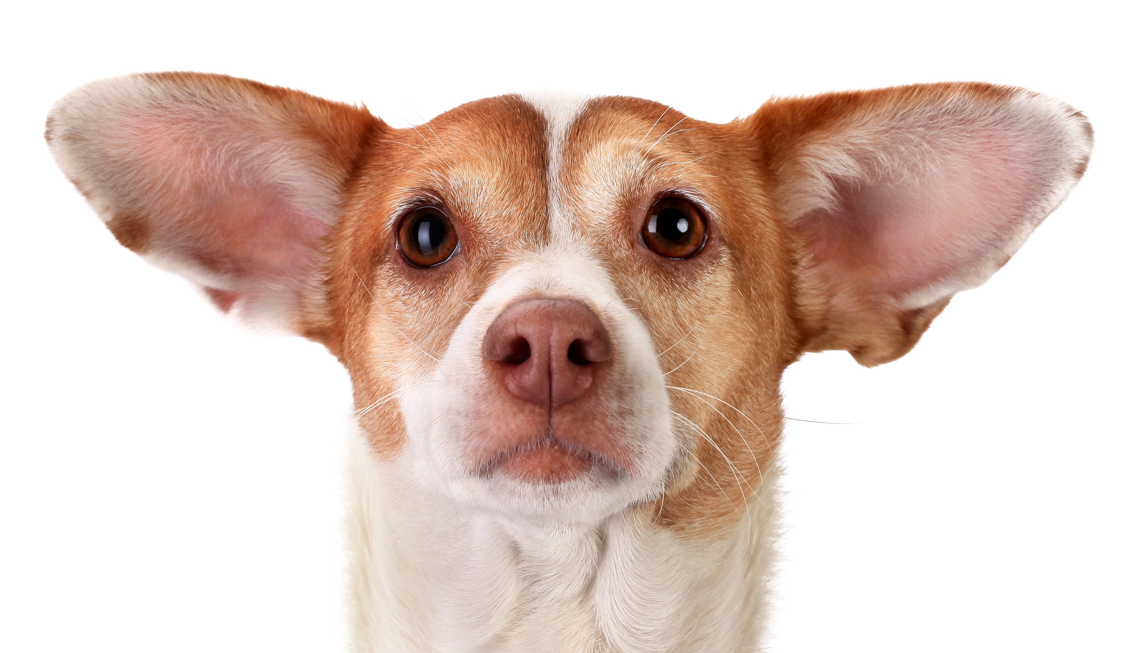 Your Dog's Ears: To Pluck or Not to Pluck | Sarasota Dog