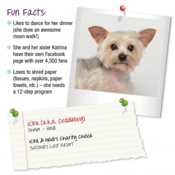 Vote for Kira | dogs for adoption sarasota