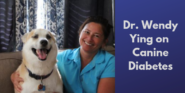Canine Diabetes | Sarasota Dog