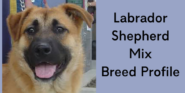 labrador shepherd mix | Saraspta Dog
