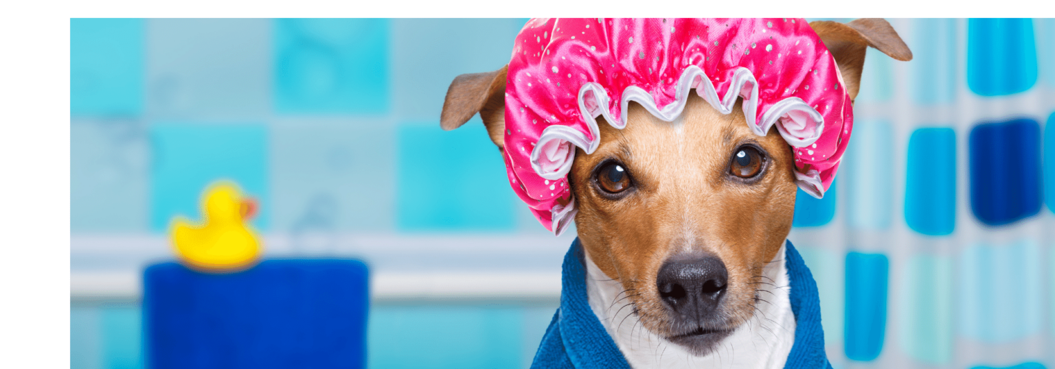 dog grooming equipment dog grooming equipment