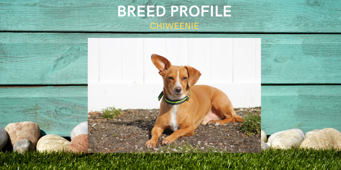 Your Source for All Things Dog in Sarasota Sarasota Dog