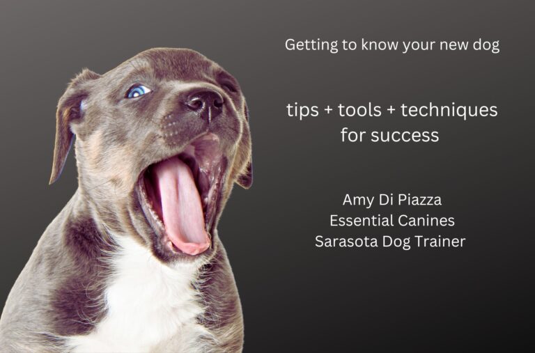 Featured Amy Di Piazza new Dog